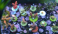 Shipwreck Cove Tropical Fish and Custom Aquariums photo 3