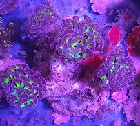 Shipwreck Cove Tropical Fish and Custom Aquariums photo 4