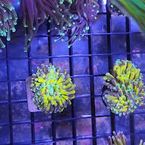 Shipwreck Cove Tropical Fish and Custom Aquariums photo 5