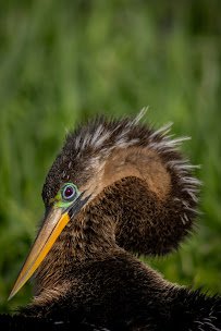 Eagle Lakes Aquatic Facility photo 4