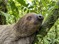 Sloth World photo 2