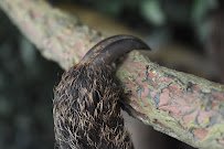 Sloth World photo 5