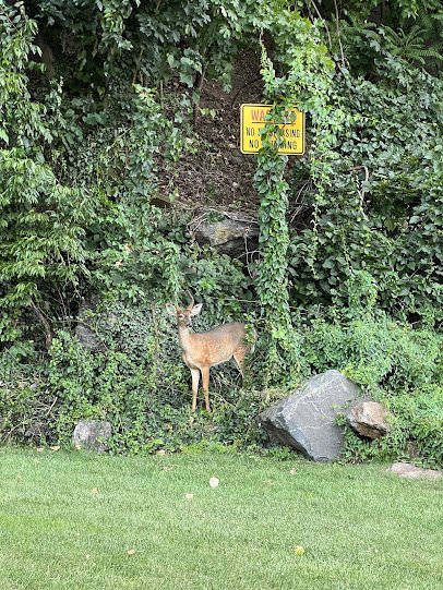 Fort Lee Spray Park photo 3