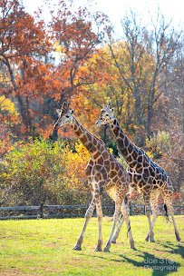 Cape May County Park & Zoo photo 4