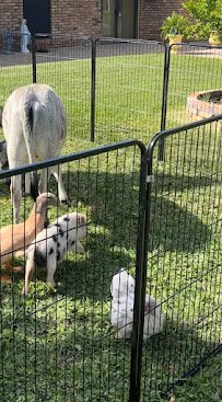 Rylan's Ranch Petting Zoo photo 4