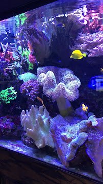 Reef Systems Coral Farm Inc photo 2