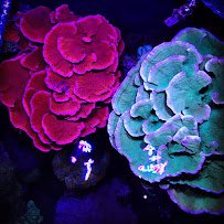 Reef Systems Coral Farm Inc photo 3