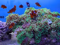 Reef Systems Coral Farm Inc photo 5