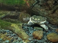 The Adventure Park at Virginia Aquarium photo 5