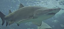 Florida Aquarium Dolphin Boat Tours photo 2