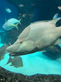 Florida Aquarium Dolphin Boat Tours photo 3