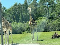 Lion Country Safari photo 3