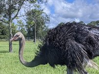 Lion Country Safari photo 5