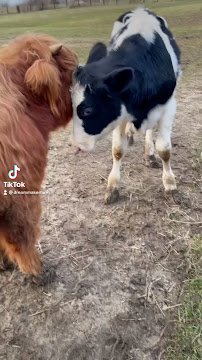 Dream Maker Farm & The Traveling Zoo photo 2