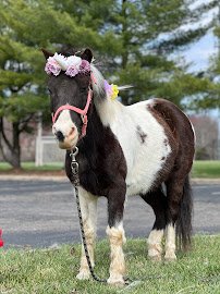Dream Maker Farm & The Traveling Zoo photo 3