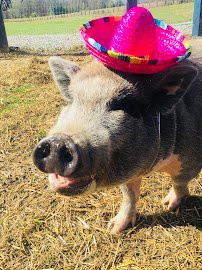 Dream Maker Farm & The Traveling Zoo photo 4