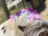 Dream Maker Farm & The Traveling Zoo photo 5