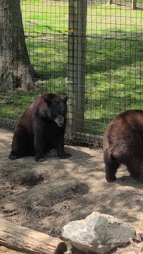 Henson Robinson Zoo photo 2