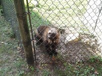 Henson Robinson Zoo photo 3