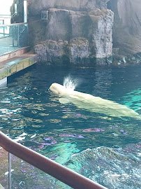 Shedd Aquarium Store photo 6