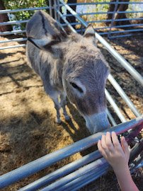 Triple J Stables & Petting Zoo photo 3