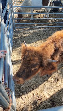 Triple J Stables & Petting Zoo photo 4