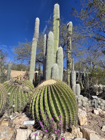 Tucson Botanical Gardens photo 5