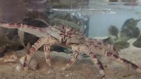 Topsail Aquarium photo 2