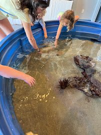 Topsail Aquarium photo 3