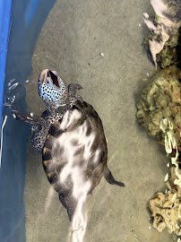 Topsail Aquarium photo 5