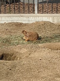 Children's Zoo photo 6