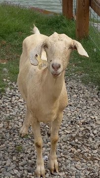 Wild Georgia Safari Park photo 2