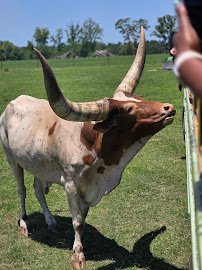 Wild Georgia Safari Park photo 3