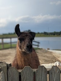 Wild Georgia Safari Park photo 4