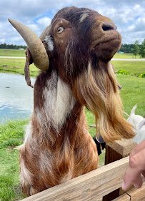 Wild Georgia Safari Park photo 5