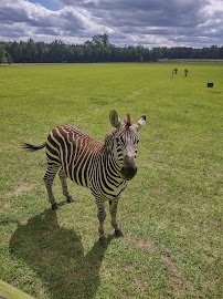 Wild Georgia Safari Park photo 6