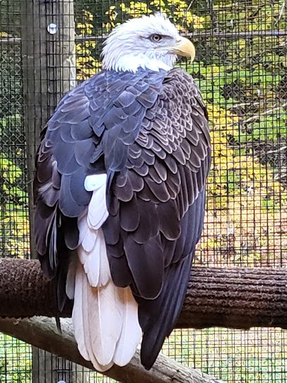 Squam Lakes Natural Science Center photo 4