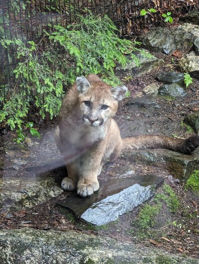 Squam Lakes Natural Science Center photo 5
