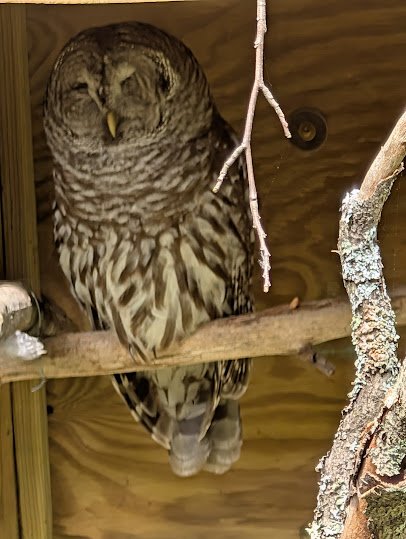Squam Lakes Natural Science Center photo 6