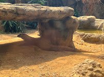 Komodo Kingdom photo 3