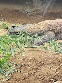 Komodo Kingdom photo 5