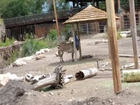 Wild Kingdom Train Zoo photo 3