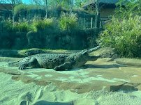 Zambezi River Hippo Camp