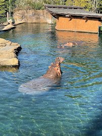 Zambezi River Hippo Camp photo 5