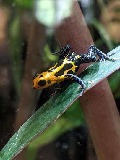National Amphibian Conservation Center photo 2