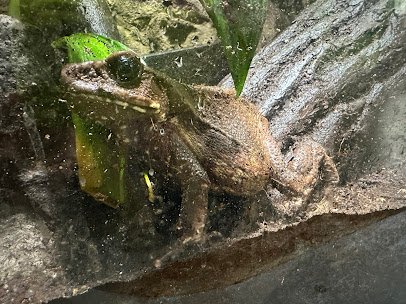 National Amphibian Conservation Center photo 3