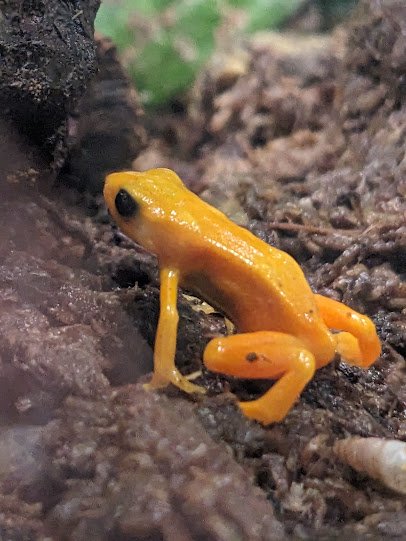 National Amphibian Conservation Center photo 4