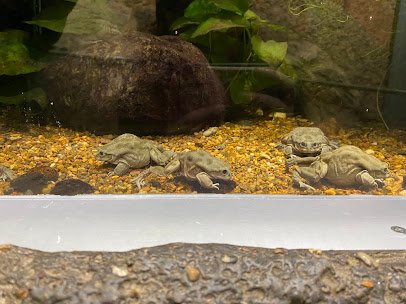 National Amphibian Conservation Center photo 5