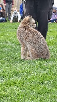 Big Run Wolf Ranch photo 2