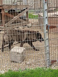 Big Run Wolf Ranch photo 3